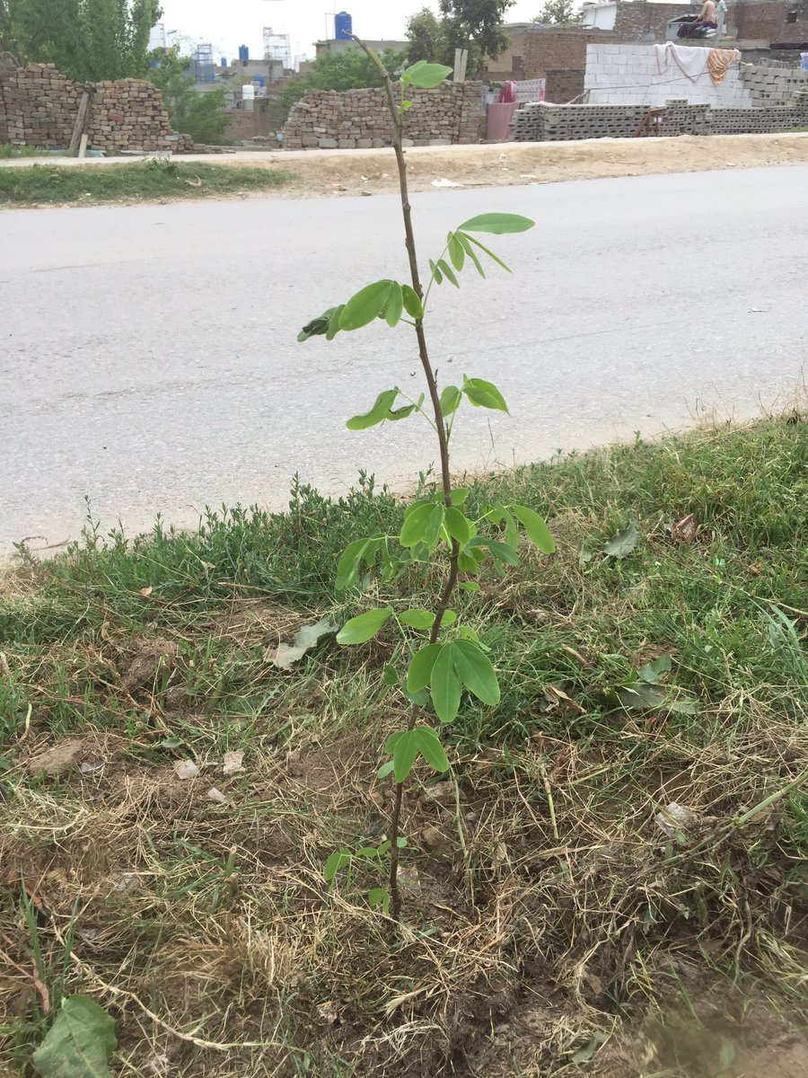 planterforce's tweet photo. Planted 3 trees today
And gave 2 trees to an individual (he will plant them in his house)
Lets make weekends special by contributing for a better Pakistan
#weekendsforpakistan #pakistanzindabad #youthofpakistan #sustainableliving #ecofriendly #cleangreenpakistan #planterforce https://t.co/MllflrjU9s