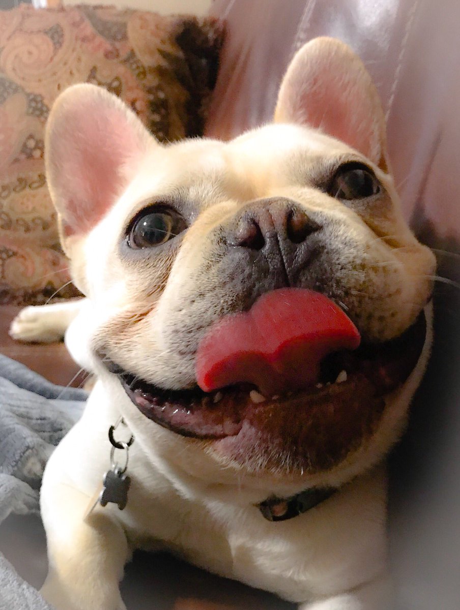 IfMyDogsCouldT1's tweet photo. Feeling cute. 
Just tooted. 
Might poop in the house later. 
IDK
😂😂😂😂
#lumos #feelingcute #bigmouthbullies https://t.co/Rg3eT9BzoT