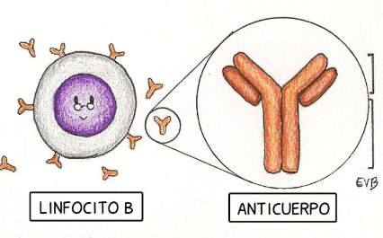 Resultado de imagen para linfocitos dibujo
