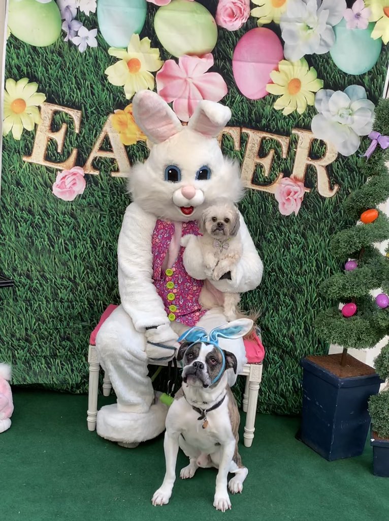 Annual trek to see the #EasterBunny at <a href="/tailsinthecity/">Tails in the City</a>. 🐰💕🐣 Ninth year for Leroy - he’s still enthused! 🤣