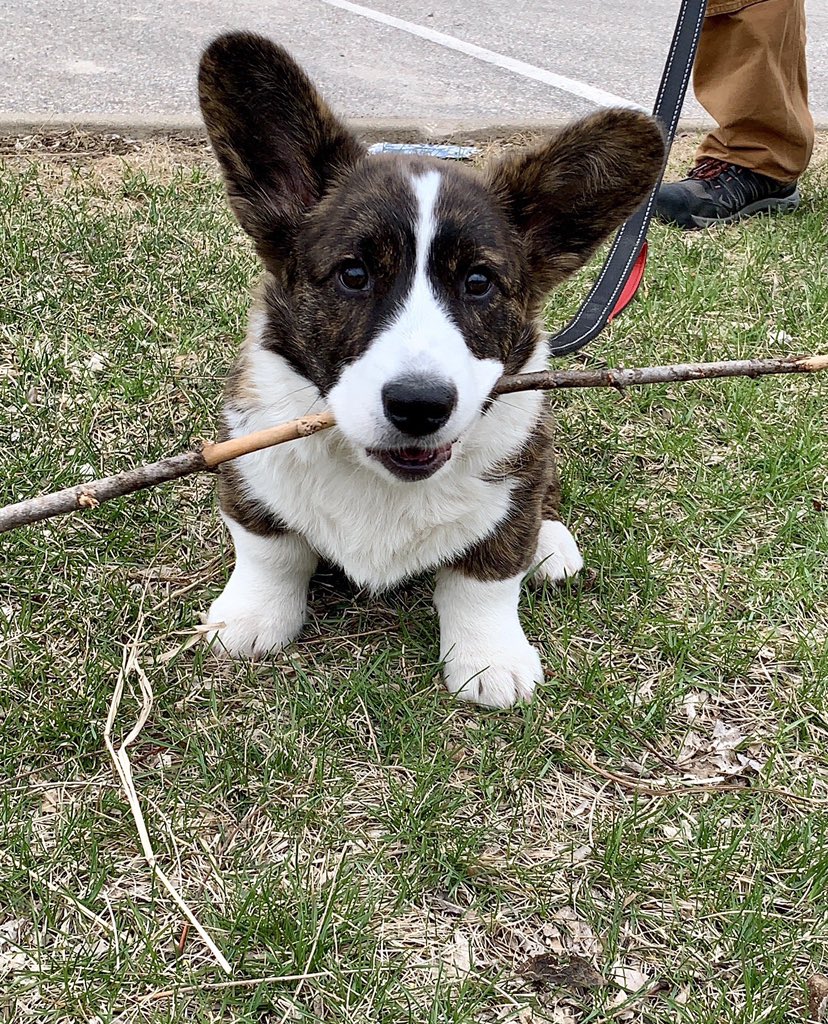 I pet Pippin. He is a 19 week old Cardigan Welsh Corgi. Pippin likes to play for 1 hour, then nap for 2. He loves people, he loves other dogs, and he loves sticks. His caregiver says Pippin has helped him meet the neighbors. People talk to him because Pippin is so cute.