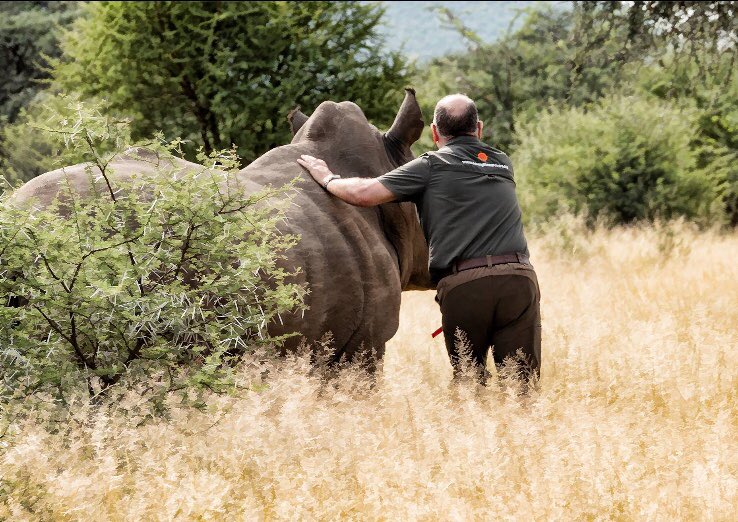 SavingSurvivors's tweet photo. #harveyupdate We are happy to announce that #Harvey the White Rhino has healed in record time! ⚡⏱

Visit our Facebook page for the full story...

#savingthesurvivors #sts #giftofthegivers #ford #craghoppers #rhinoupdate #rhino #harveythewhiterhino #recovery #record #recordtime https://t.co/ncJctMQcGA
