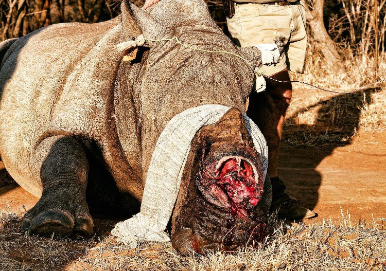 SavingSurvivors's tweet photo. #harveyupdate We are happy to announce that #Harvey the White Rhino has healed in record time! ⚡⏱

Visit our Facebook page for the full story...

#savingthesurvivors #sts #giftofthegivers #ford #craghoppers #rhinoupdate #rhino #harveythewhiterhino #recovery #record #recordtime https://t.co/ncJctMQcGA
