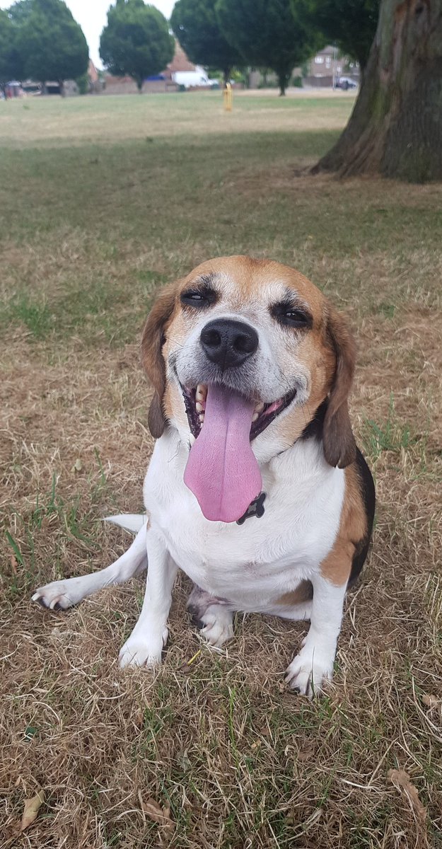 Hi friends can you all follow me on Instagram please? rockythebeagle1 is where you'll find me. Have a good Sunday 👅😁