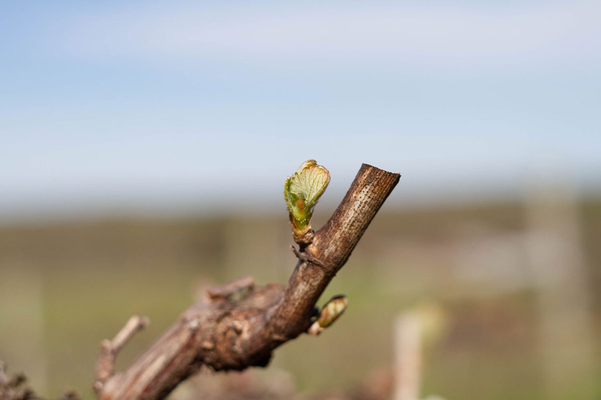 stanburnwine's tweet photo. We had bud break in the Chardonnay earlier this week and now almost everywhere else in the vineyard. The new season is officially here. #vawine #virginiaisforlovers #virginiaisforwinelovers #chardonnay #vineyard #budbreak https://t.co/p2xoFj1m80