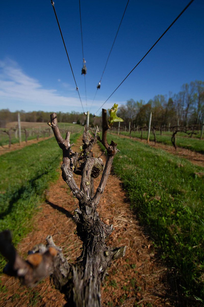 stanburnwine's tweet photo. We had bud break in the Chardonnay earlier this week and now almost everywhere else in the vineyard. The new season is officially here. #vawine #virginiaisforlovers #virginiaisforwinelovers #chardonnay #vineyard #budbreak https://t.co/p2xoFj1m80