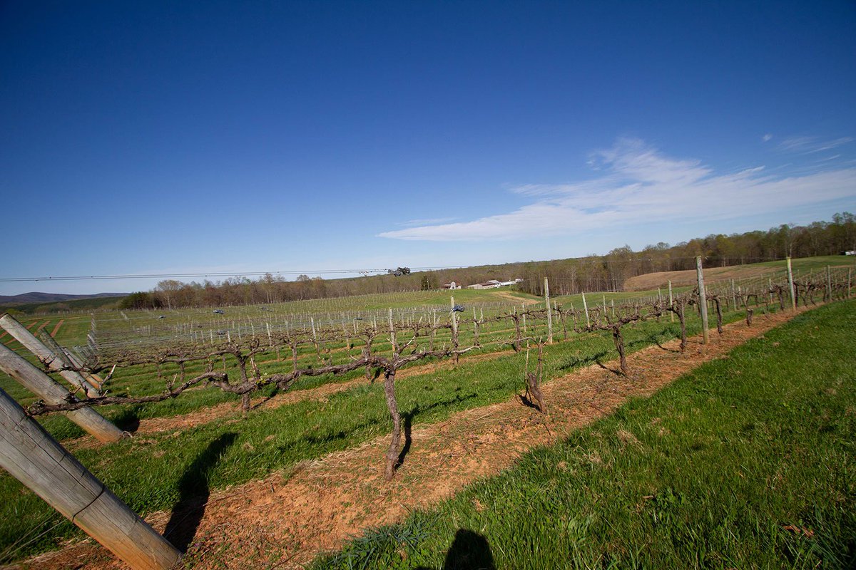 stanburnwine's tweet photo. We had bud break in the Chardonnay earlier this week and now almost everywhere else in the vineyard. The new season is officially here. #vawine #virginiaisforlovers #virginiaisforwinelovers #chardonnay #vineyard #budbreak https://t.co/p2xoFj1m80