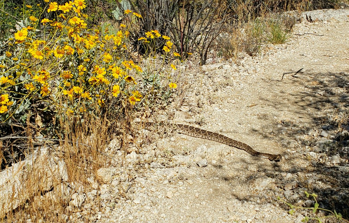 RussKrone's tweet photo. Why did the snake cross the trail?  I don't know. But I'm glad he got out of my way.....#trailrunning #keepmoving #tucson @SabinoCanyonAZ #getoutside #explore_az #runtagit #irun4ultra https://t.co/92TG0NkpOr