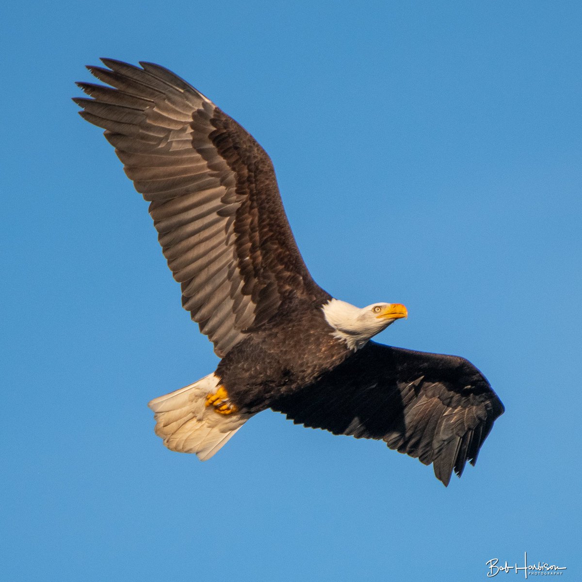baldeaglebob's tweet photo. Flying high in the golden morning light. Bald eagle at the Nooksack River in the North Cascades. He's just finished breakfast, and now he's flying up to a nearby tree to rest and preen.

#baldeagle #raptor #birdofprey #birdinflight https://t.co/9ShIfJrCcm