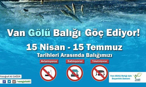 Avlamıyoruz tüketmiyoruz satmıyoruz. 
#VanBalığıGöçEdiyor