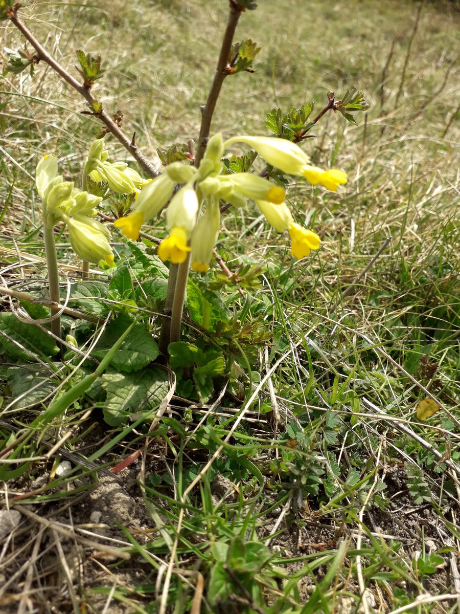 theadsetts's tweet photo. Early cowslip braving the cold wind. #wildflowerhour #levindown @SussexWildlife https://t.co/NHE1RroYlM