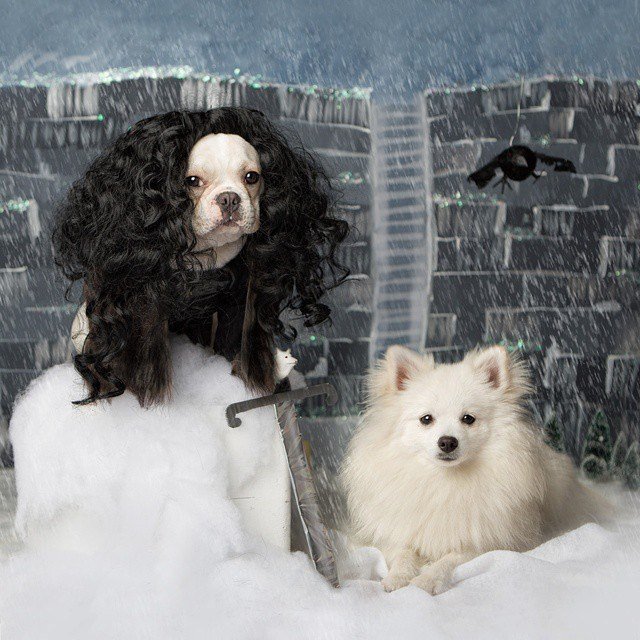 Petco's tweet photo. Winter is coming. ❄️ #GOT #direwolves #gameofthrones https://t.co/Uj30SybzZx
