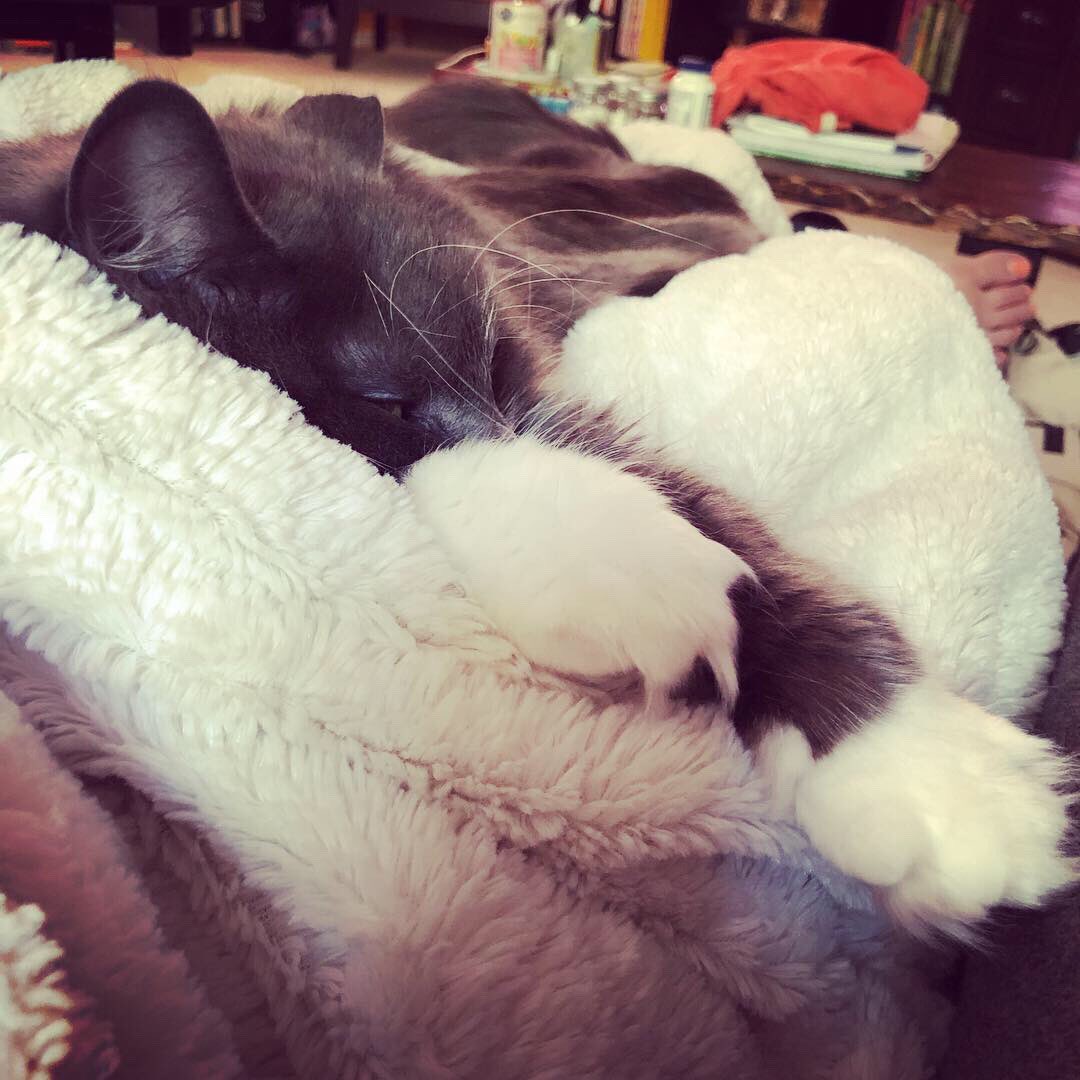 CatTherapy4Real's tweet photo. https://t.co/WHkqpTqW0V