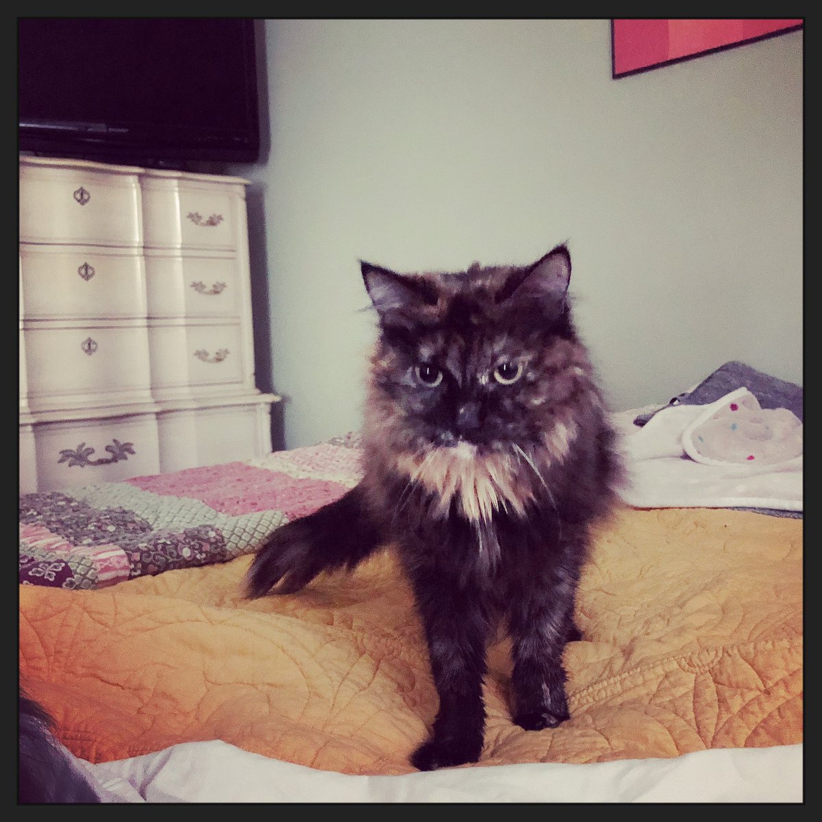 CatTherapy4Real's tweet photo. Sweet Lily 🥰🐾🙃 https://t.co/xEd5kg7wyl