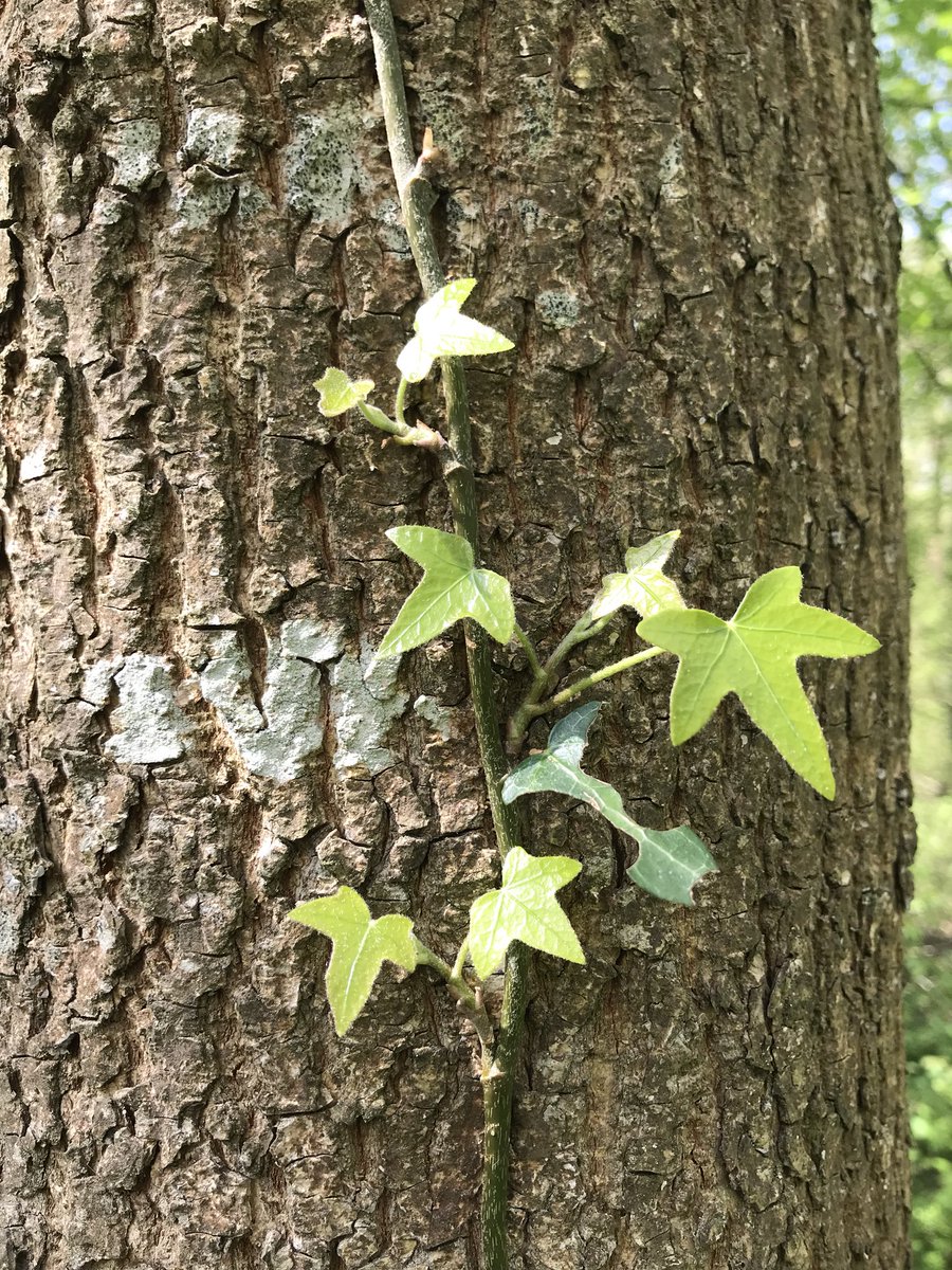 Singleton Lake tweet media