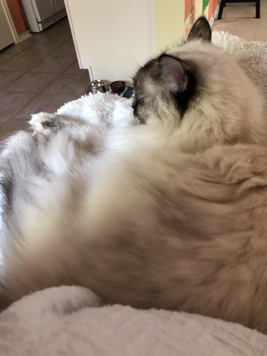 CatTherapy4Real's tweet photo. https://t.co/O1QWmo1g7E