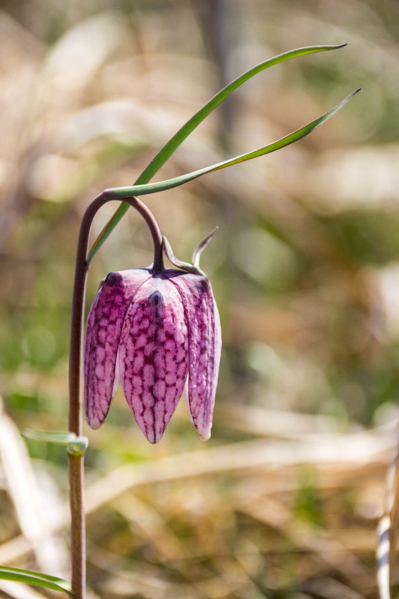 cityoftheweek's tweet photo. For those in search of blooming #flower fields - there's still a bit of time left to catch the chequered beauties known as snake's head fritillaria - right at the very heart of #Transylvania! Read all about these stunning plants in the new post: https://t.co/yvzYIOgtkF #ttot https://t.co/9A6JNYBm03