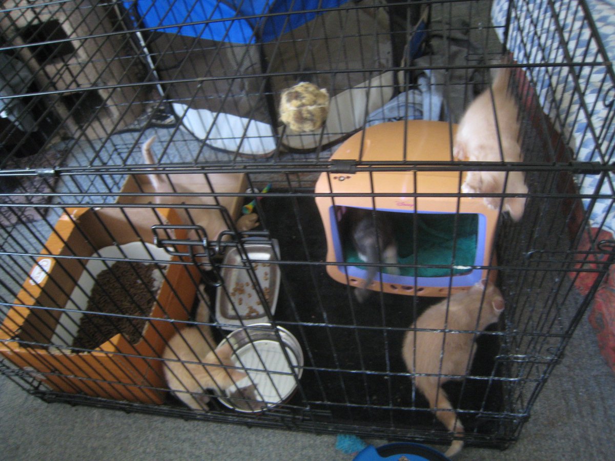 HappyHomesInc's tweet photo. PLS donate &amp; support @HappyHomesInc so we can continue to help cats like teenage mom Heather and her 5 kittens.  We need to get to 6th to win a grant. RT #CatsOfTwitter #catsofinstagram #CatsOnTwitter  @AlyssaMastro44 https://t.co/6maQfsPwBd https://t.co/aNhLTFOuzC