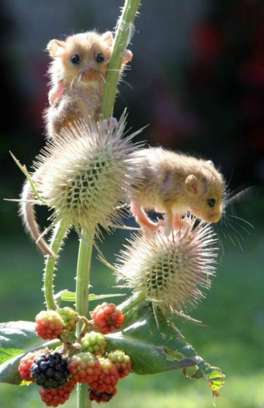 estrogenplus's tweet photo. #Happy 😃 #Sunday #dear #Twitter #friends I #spoke much too soon #about the #weather #improveing in #Canada 🇨🇦 #recently &I #jinxed it... #today it’s #cold #again &there’s a #chance of #ice #pellets #falling so I best give up my #second #career as a #forecaster #God #bless you! https://t.co/YUpV51lT8J