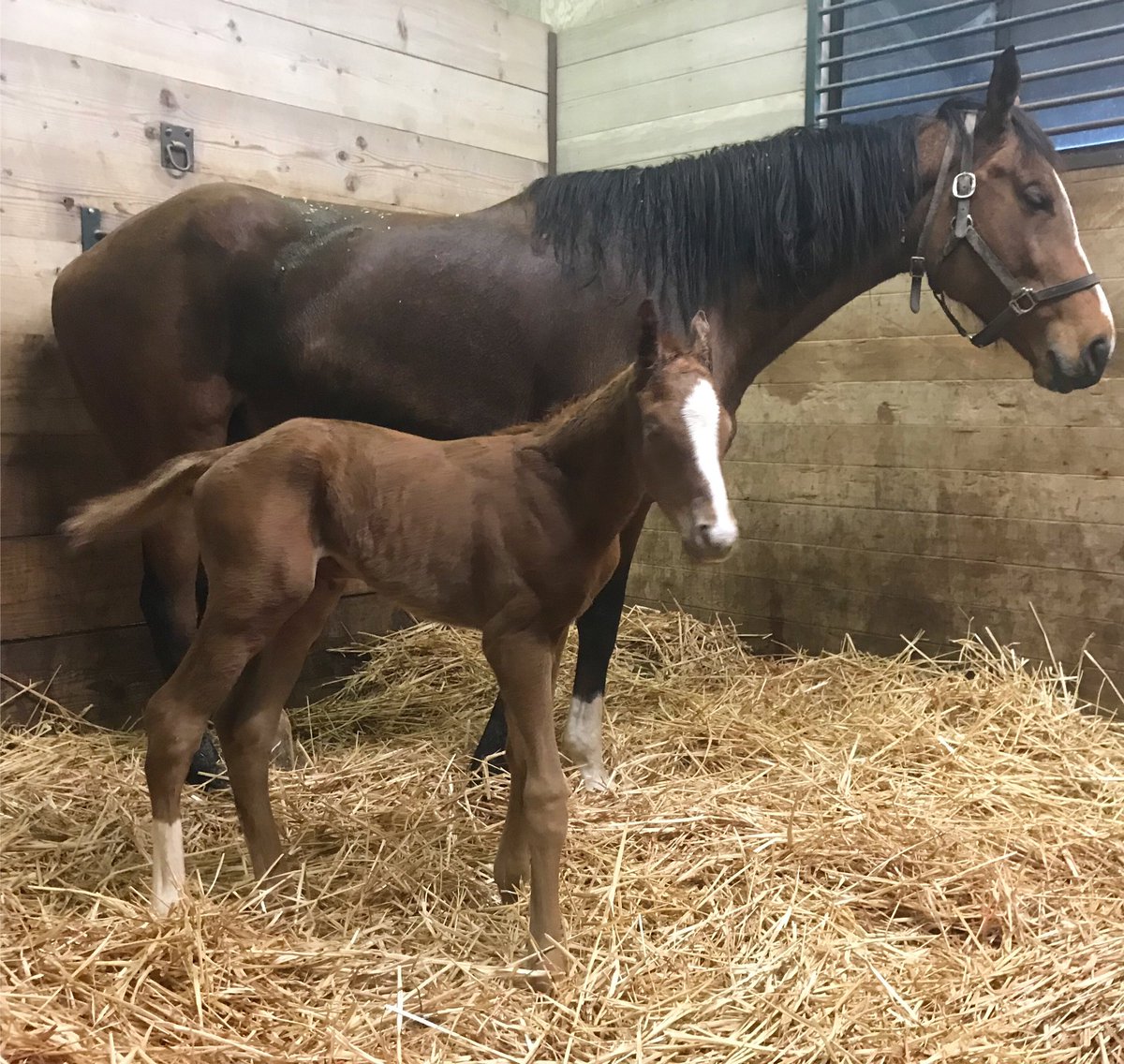 Barton Thoroughbreds tweet media