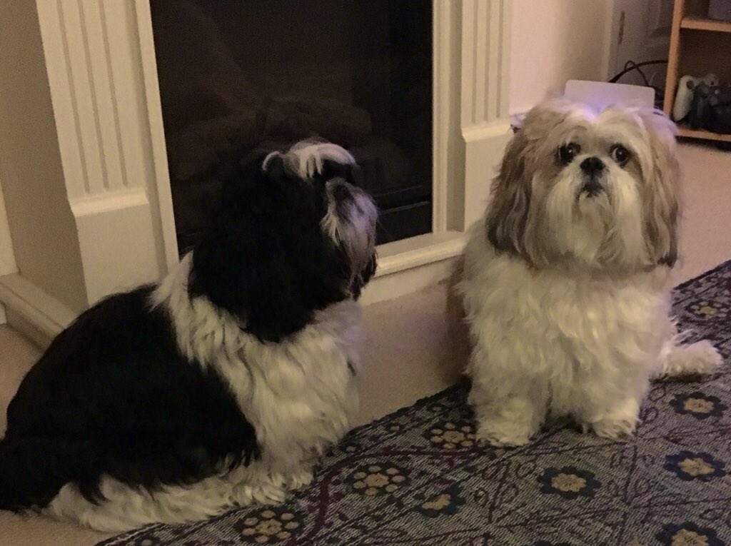 Flash the Shih Tzu tweet media