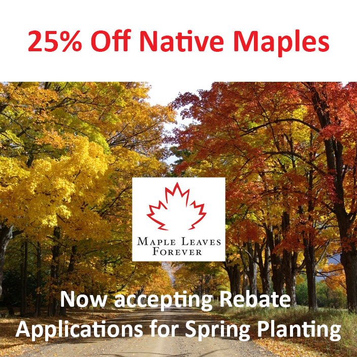 MLeavesForever's tweet photo. Applications for Spring planting are accepted until May 11th for our 25% Thank You Rebate on Native Canadian Maples. BUT it's best to order and apply for rebate as early as possible to get the trees you want! #applynow #nativemaples https://t.co/3IKoTb2hM1 https://t.co/vEnnq4RSts