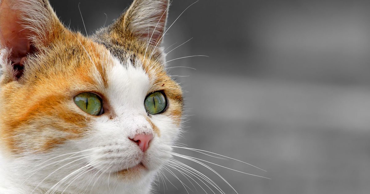 MargaretGates's tweet photo. Being a beginner can be bewildering. Where do you start? If you are a beginner, or know one, then this is the place to start your raw fed kitty journey!
https://t.co/RqL2lnCHj6 https://t.co/xSOVl6zqrt