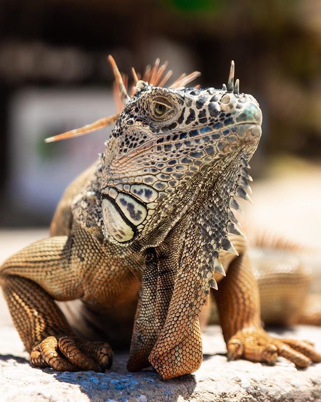 seeyanever_com's tweet photo. Who remembers playing Leisure Suit Larry and the Land of the Lounge Lizards?⠀
⠀
This is the boss you had to beat on the second level. https://t.co/IdYoFv5YPK https://t.co/Vy78rjokb9
