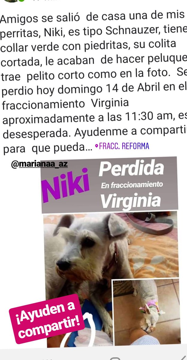 roseaviila's tweet photo. @Marofis ayúdenme a compartir. Es de una amiga que está de viaje y  su hermano se le salió. Por favor #RT https://t.co/otMgipgYDv