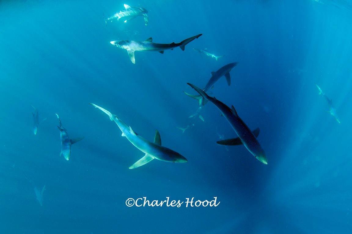 Mounts Bay Marine Group tweet media