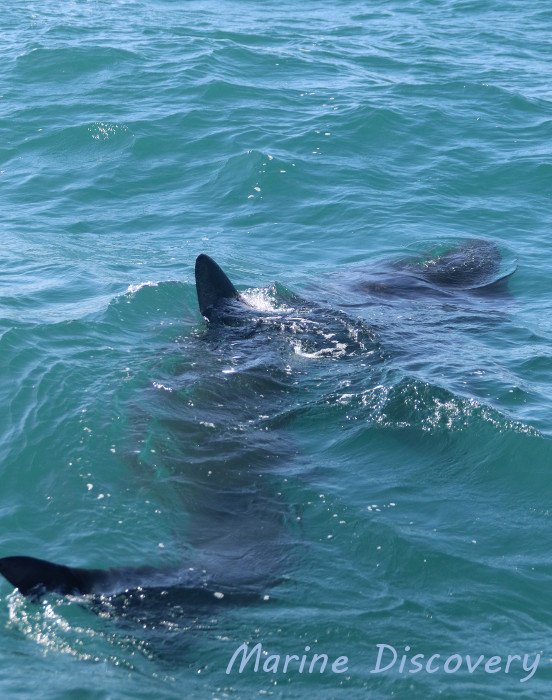 Mounts Bay Marine Group tweet media