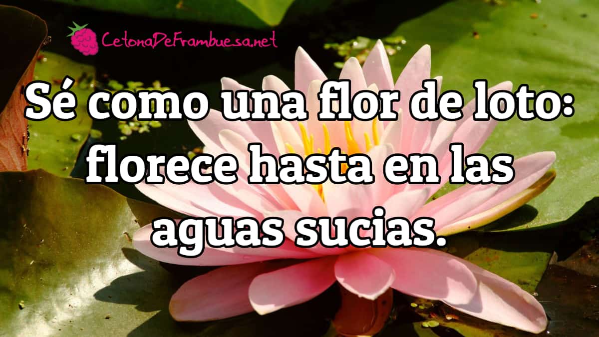 CetonaF's tweet photo. La flor de loto es una flor que crece en situaciones muy difíciles. Nos enseña que se puede salir adelante a pesar de las adversidades. #frases #motivación #flordeloto https://t.co/YrdFoqrWae