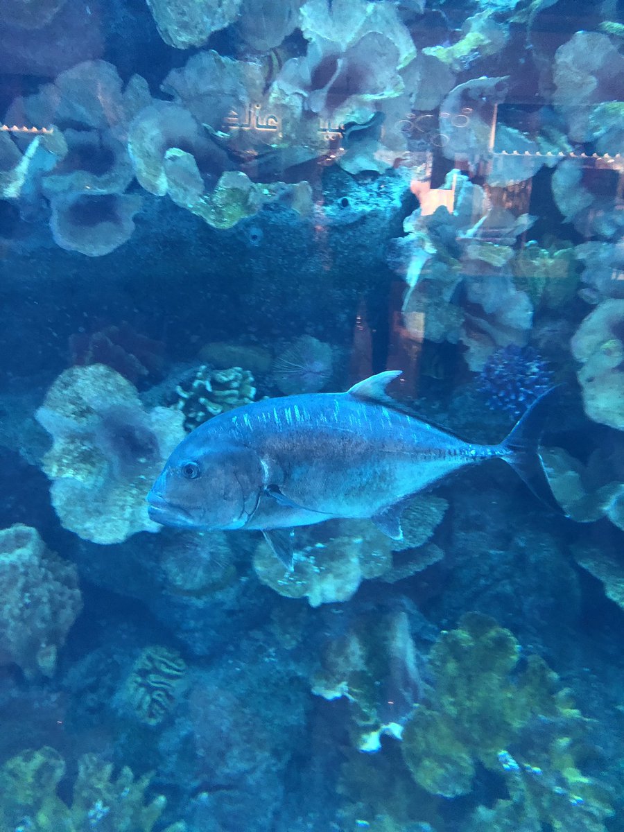 vineeta (@vineeta32314569) on Twitter photo Magic of Nature - underwater !@GMA_Primary <a href="/rahatn/">rahat narsinghani</a> <a href="/sumnasaud/">sumna rizvi</a> <a href="/KNargish/">Nargish Khambatta</a> Magic of Nature - underwater !@GMA_Primary <a href="/rahatn/">rahat narsinghani</a> <a href="/sumnasaud/">sumna rizvi</a> <a href="/KNargish/">Nargish Khambatta</a>
