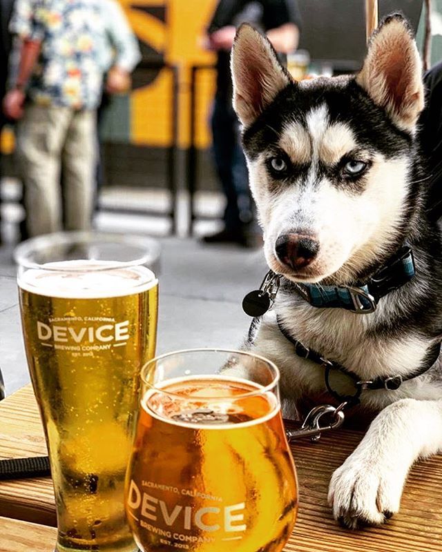 DeviceBrewing's tweet photo. Beautiful Sundays are for patio beers and furry friends. 🌞🍻🐕 #patiobeers #sundayfunday #dogsofsacramento 📸: @klamathtravels .
.
.
#beerwithpurpose #communitygrown #familyowned #drinklocalbeer #madeinsac #deviceblocks #theiceblocks #devicebrewing #mi… https://t.co/00NJ9oW6AS https://t.co/Zt0LwAnnju
