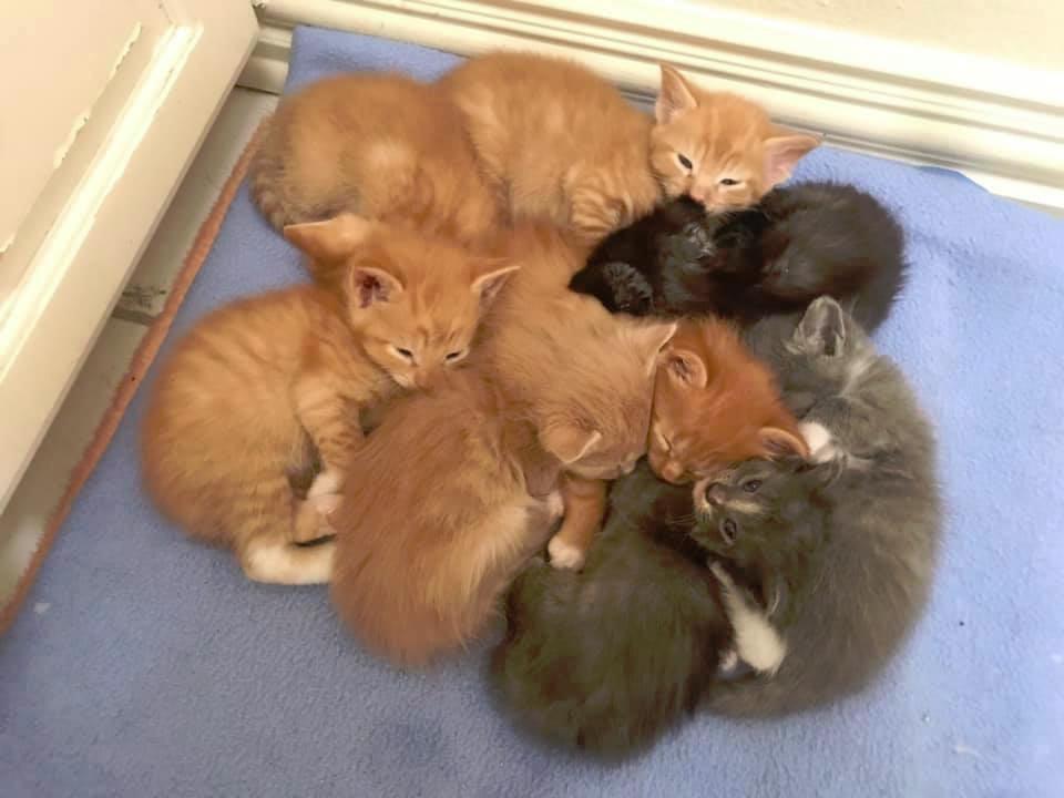 txpawprints's tweet photo. Join us at @Petsmart on Greenville Ave in Dallas 3-5 pm for cat and kitten adoptions!

We also need fosters!!  If you can open your home to a few kittens, please let us know.  #rewarding

#AdoptDontShop #fortheloveofpets #Dallas #catsofdallas #dallascats #dfwcats #foster https://t.co/TIUz8GkVqq