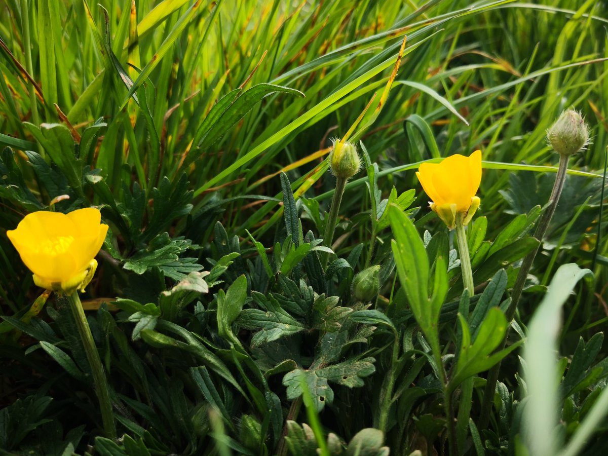 For #wildflowerhour, cuckoo flower out in the open, something that may be sweet vernal grass? And finally a buttercup in flower, bulbous probably, though its very short and creeping looking...
(Sorry for phone pics)