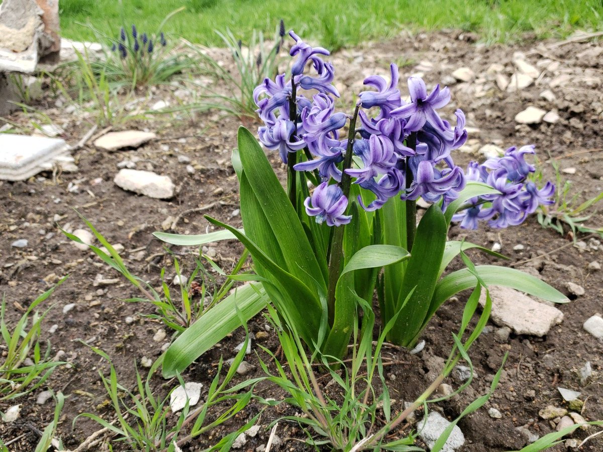 jrusperry's tweet photo. When you glance out your living room window and see grown adults picking flowers from your yard. . .seriously??? https://t.co/atkO7EHfkT