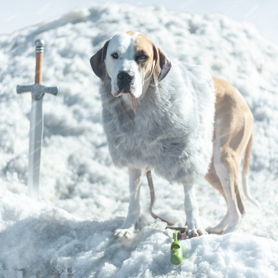 earthrated's tweet photo. Spring may have sprung, but winter is here! And Albert, King in the North (π¨π¦) Knower of Nothing, is ready for it!! @GameOfThrones
#ForTheThrone #dogsofearthrated https://t.co/3kfTlEqbQ3