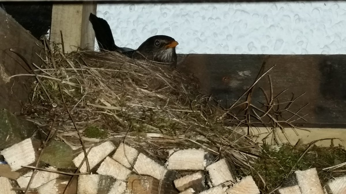 First day of her sitting today, the count down begins...