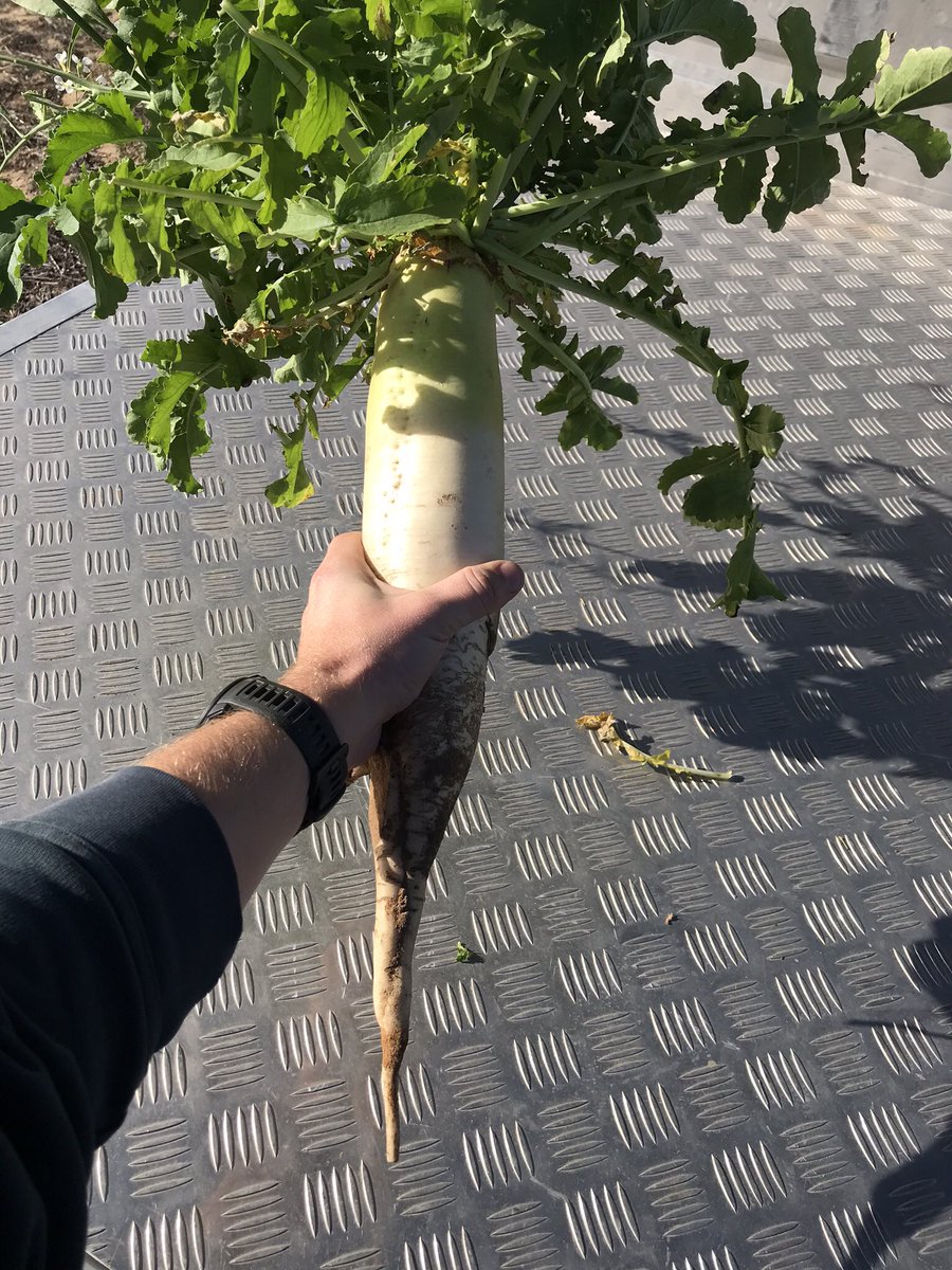 zacjamestaylor's tweet image. 500mm taproot, 78mm diameter and 4.6mm of moisture since time of sowing. Tillage radish blowing minds in opportunistic cover crops 🤯 #justkeepdigging #moisturestheresomewhere