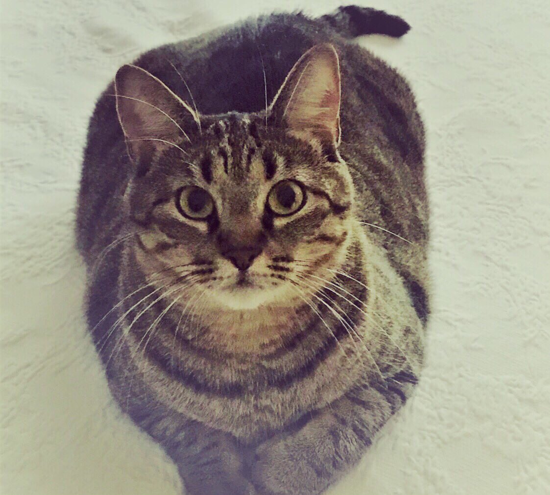ALittleBlog1's tweet photo. “I have 628 photos of Little to be exact. I will never be able to take a 629th photo. I am a photo-taking-crazy-person. Because of that, Little will always be with me.”

#alittlespot #CatsOnTwitter #furbabies #bestfurfriends
#bestfurfriendsforever

https://t.co/nJRZpa2uBP https://t.co/8WY4Gad1EC