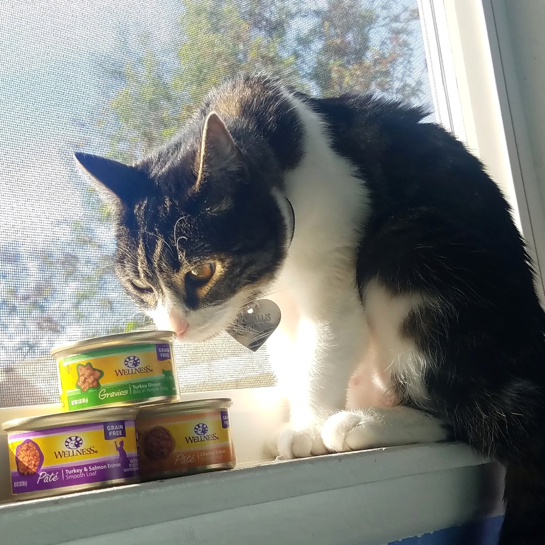 danisdecadent's tweet photo. @Influenster @wellnesspetfood #CesarFaveFlavors #complimentary #wellnesscat #catisfactionguaranteed https://t.co/c8qwmdsTpt