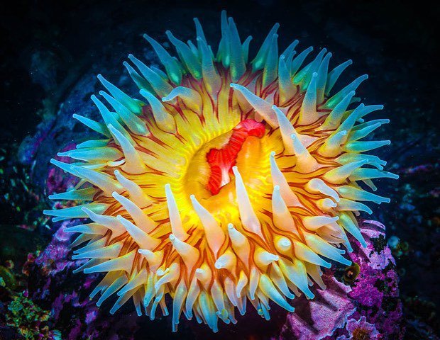 ThirdAgeExped's tweet photo. A dinner-plate size fish eating tealia anemone. #anemones #britishcolumbia #sealife #undersea #underwater #underwaterphotography #uwphotography #underwaterphoto #underwaterlife #marinelife #aquatica #nikon @aquaticadigital @nikoncanada @cangeo #sharecan… https://t.co/zUEXTIGYxs https://t.co/ulJPU3deWy