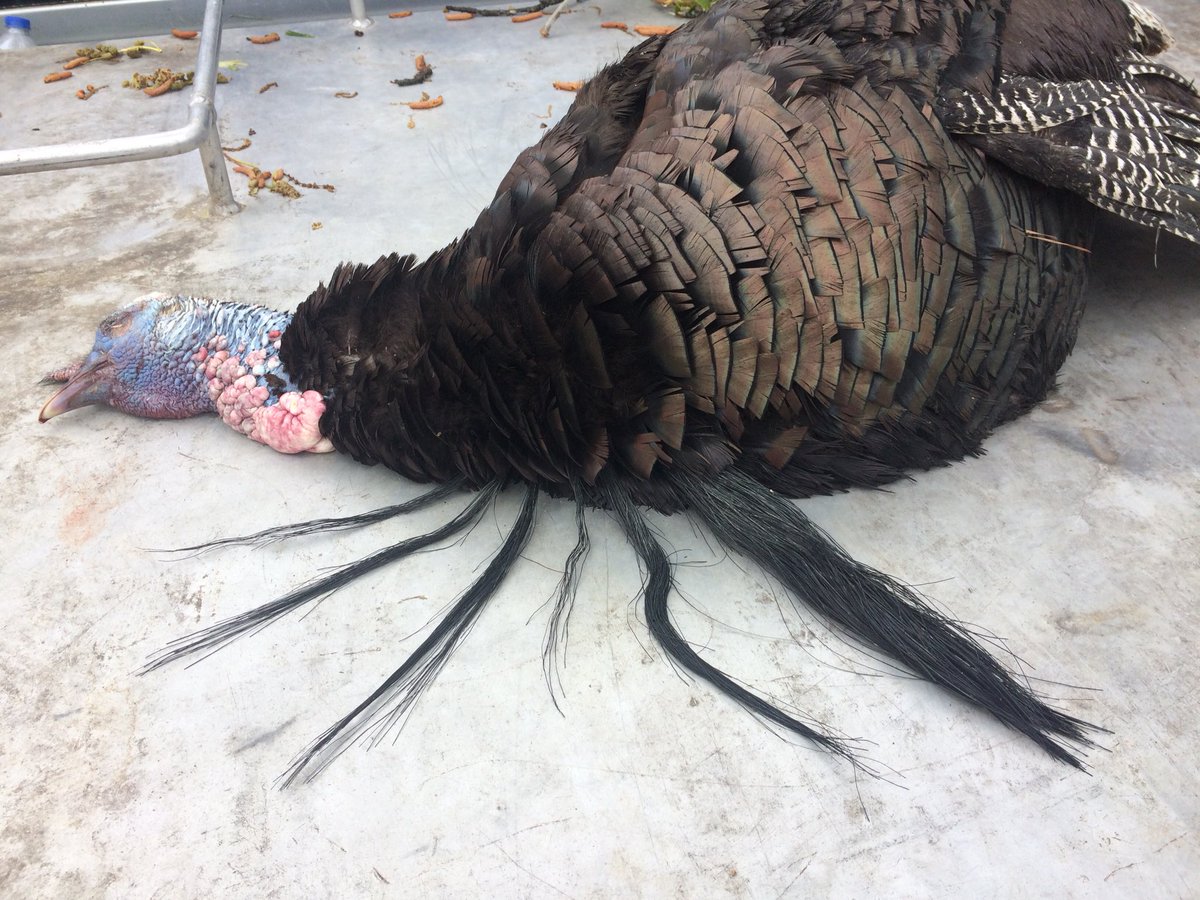 CarlaMMarsh's tweet photo. My husband, Casey killed this turkey with 6 beards today. The beards totaled 54.87 inches with 1 1/2 inch spurs. He is on cloud 900! #nwtf #cantstoptheflop @BoogerBottom https://t.co/63m9g4H04U