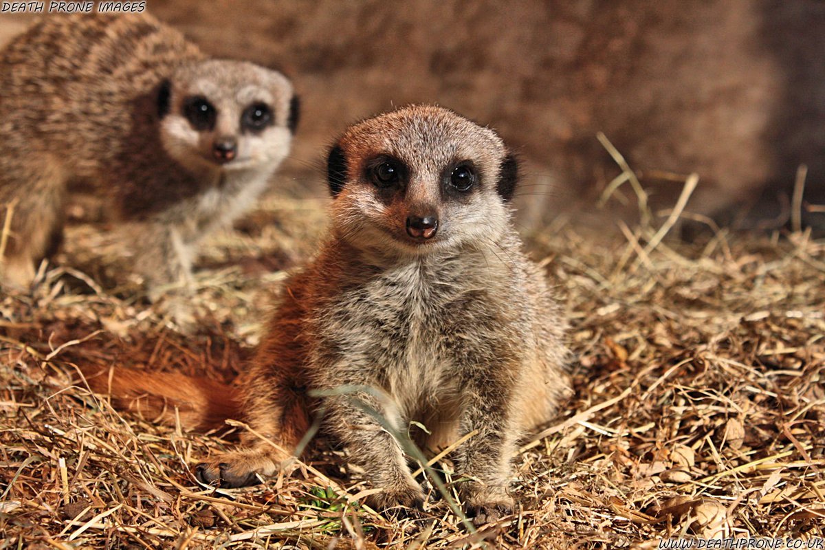 TheDeathProne's tweet photo. One of my favourite memories is of playing with / photographing the baby / pup Meerkats at @Knockhatch a couple of years ago, they were so amazingly cute. To see more photos of them please visit: https://t.co/7HExA6fPyS
#Cute #Pup #Meerkat #knockhatch #Photography #photograph https://t.co/pYRaMpmAax