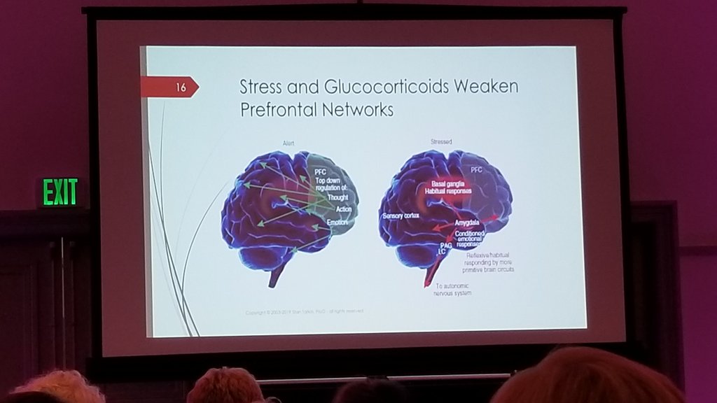 drcherylarutt's tweet photo. Dorsolateral Prefrontal Cortex is the "do the right thing" part of the brain. Helps us choose what we want most over what we want now. @DrStanTatkin #CouplesCon https://t.co/OoFPHioVAq