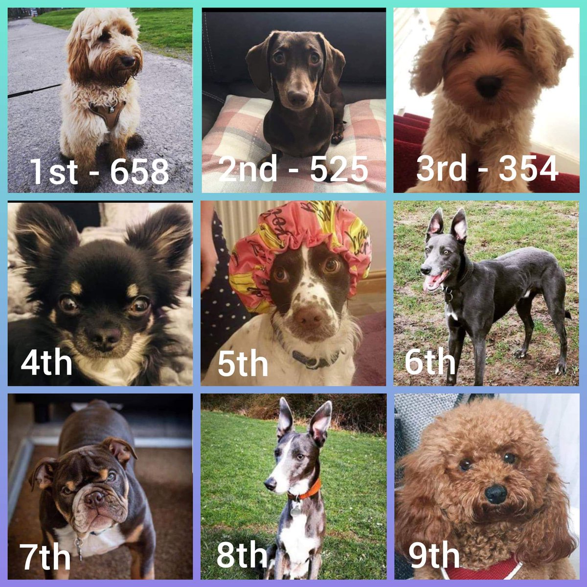 Our #SouthWales #Dog #Photography competition is in full swing 🐾

To help a dog win some #amazing #prizes go and vote on the page below 

facebook.com/pawsclawsswans…

#dogfriendly #Dogs #Competition #swansea #DogWalking #puppies #petcare #vote #community 💕💕💕