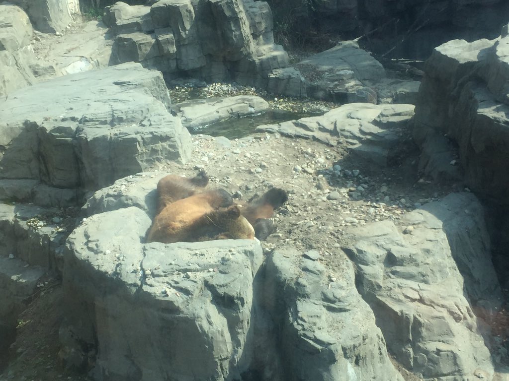 schschoir's tweet image. Went to the Central Park Zoo &amp;amp; saw grizzly bears, sea lions &amp;amp; red pandas. Also spent time in Central Park. The Greek Indpndce Day parade &amp;amp; a delayed flight messed with our plans but we’re taking it like a champ. #bendbutnotbreak #learningflexibility #SCHSChoirNYC @HumbleISD_SCHS