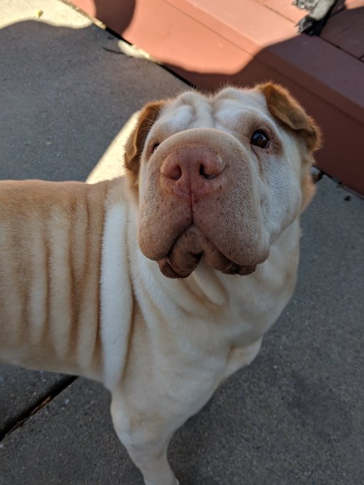 Leia says hi 🐾👋 This time I won't accidentlly use two of the same pictures lol https://t.co/oYePEbHd<a href="/tag/onmfc"class="tags"><span>#onmfc</span></a>