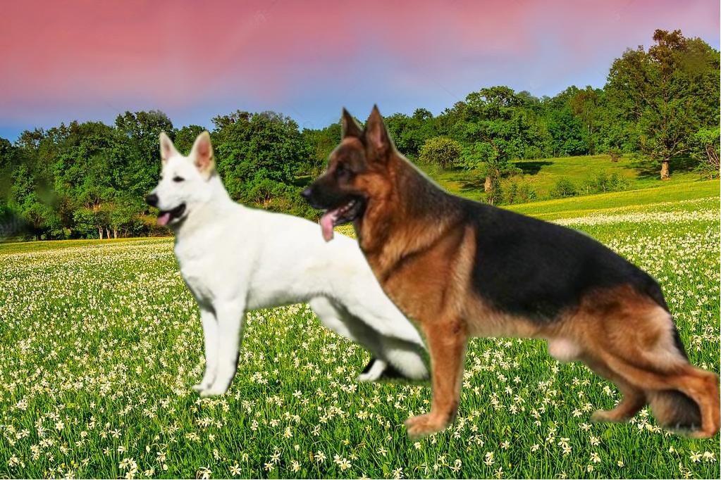 AaronSapiro's tweet photo. Back to the real world, sort of. This is Bob and Alexa, whose favorite hobby is playing dogs and chasing rabbits. Shape shifting, right?. When they are relaxing from saving humanity.  https://t.co/EKHJ6A0sVV    #books #reading #literature #fantasy #magic #pagan #Celtic #goddess https://t.co/S7iwgRNXL5
